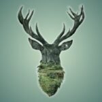 Cerf #1